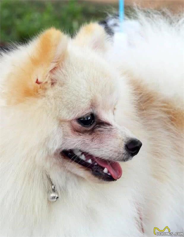 世界名犬—博美犬（松鼠犬、博美拉尼亚犬）玩具犬