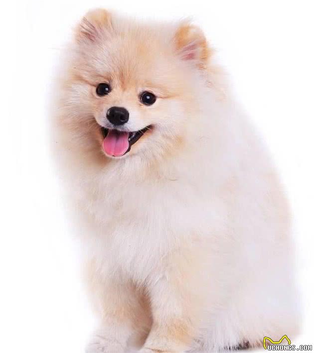 世界名犬—博美犬（松鼠犬、博美拉尼亚犬）玩具犬