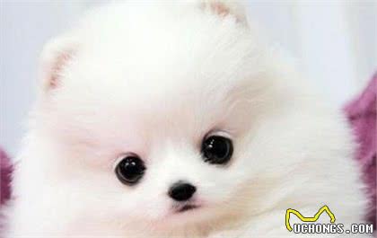 世界名犬—博美犬（松鼠犬、博美拉尼亚犬）玩具犬
