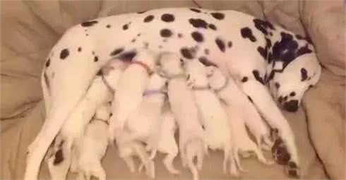 如何养狗系列151如何饲养照顾哺乳期的仔犬？
