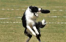 训练宠物犬的三个注意事项
