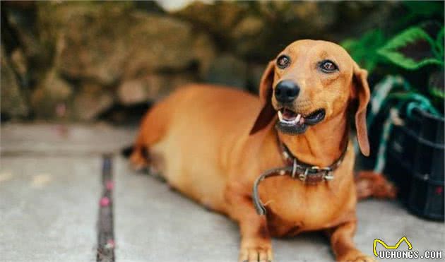 腊肠犬，为什么养的人少？原因有7个