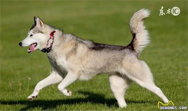 哈士奇犬的脸部卫生为什么重要？怎样清理？