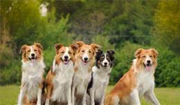 四项行为测试,分析出犬性格