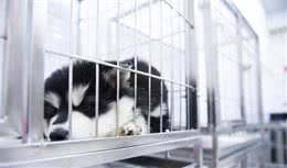 铲屎官必学，学会这招，轻松教会狗狗定点上厕所