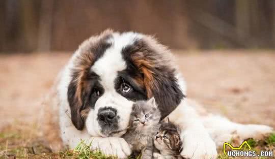 九种大型犬