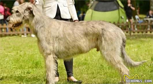 九种大型犬