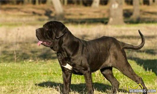 九种大型犬
