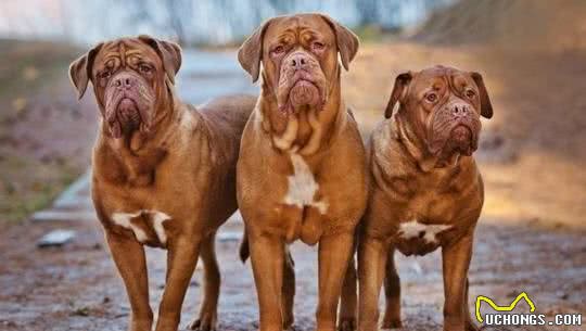 九种大型犬