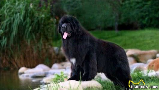 九种大型犬