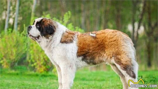 九种大型犬