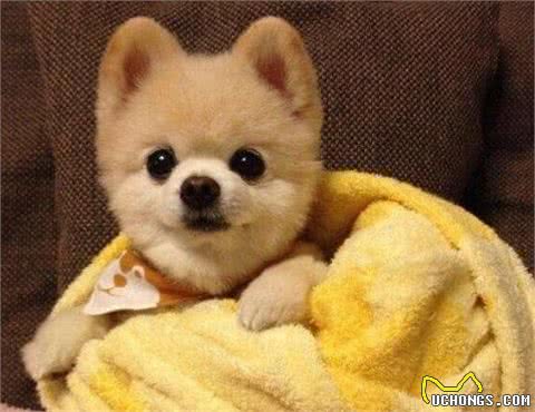 想养博美犬，请先包容它的这些缺陷