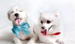 狗狗的大姨妈一般多久来一次？