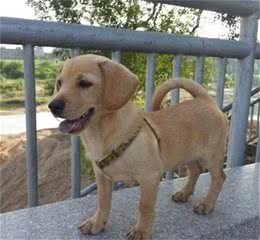 怎么训练拉布拉多该犬跟随的训练方法