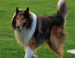 苏格兰牧羊犬不能吃什么苏格兰牧羊犬吃什么好
