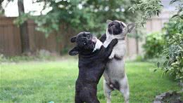 法国斗牛犬的智商不算特别的聪明的狗狗