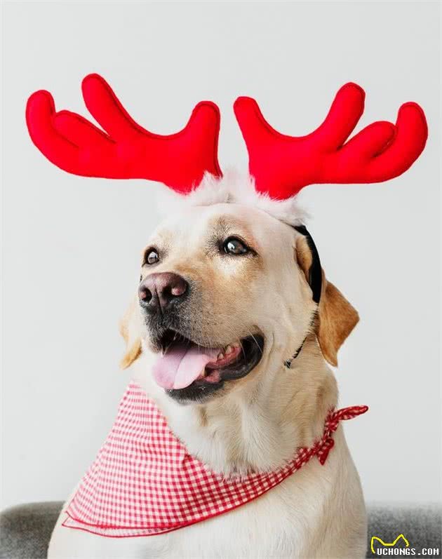 狗狗吃了那么久犬粮，你真的了解犬粮吗？