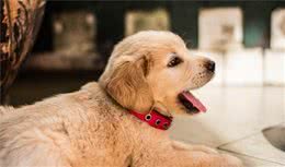 狗狗吃了那么久犬粮，你真的了解犬粮吗？