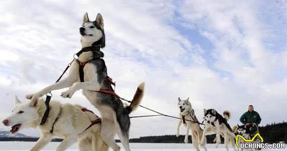 经过训练的工作犬都能够从事哪些工作?