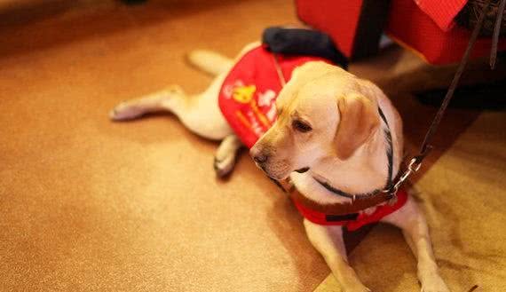 经过训练的工作犬都能够从事哪些工作?