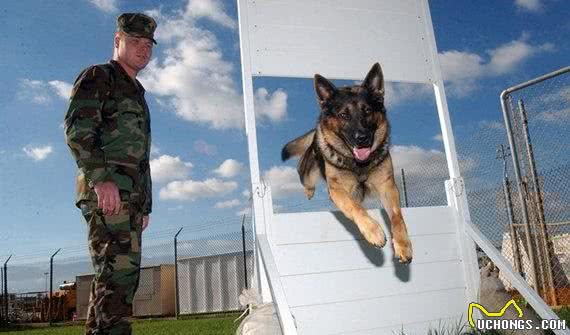 经过训练的工作犬都能够从事哪些工作?