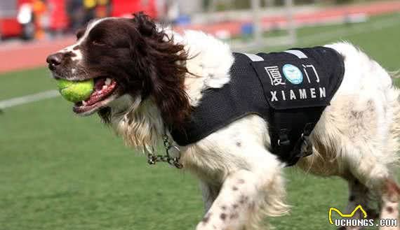经过训练的工作犬都能够从事哪些工作?