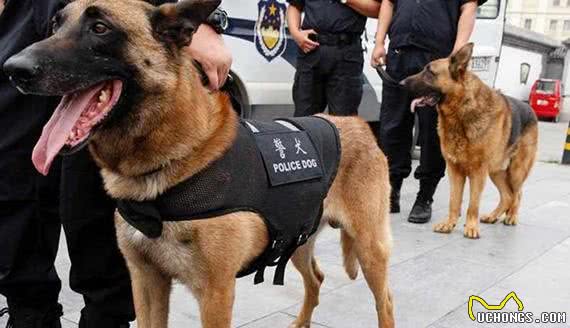 经过训练的工作犬都能够从事哪些工作?