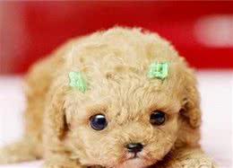 犬传染性肝炎会传染人？专家给出了答案
