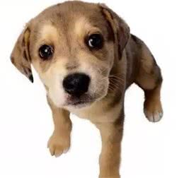 宠物知识犬睡眠大揭秘！