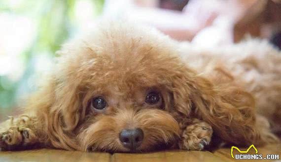 有宠福布斯:清点最可爱的十大小型犬