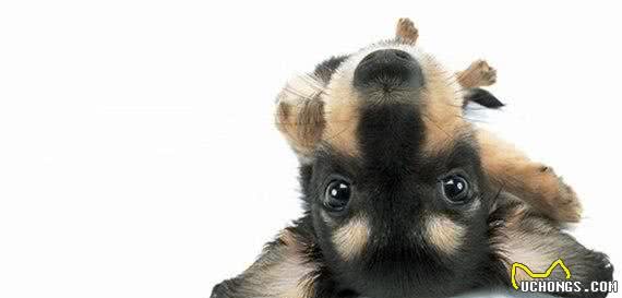 有宠福布斯:清点最可爱的十大小型犬