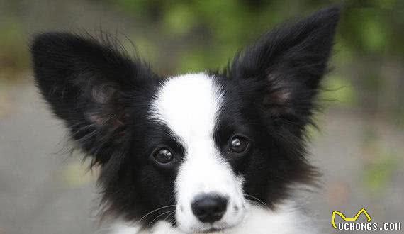 有宠福布斯:清点最可爱的十大小型犬
