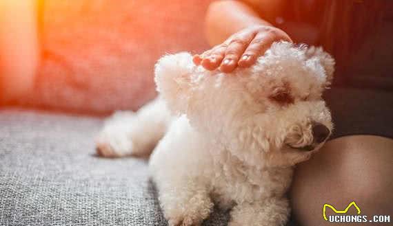 有宠福布斯:清点最可爱的十大小型犬