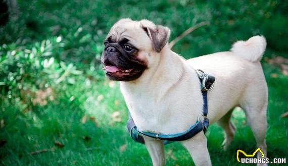 有宠福布斯:清点最可爱的十大小型犬
