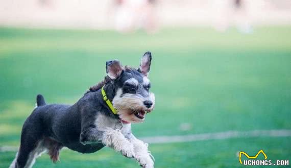 有宠福布斯:清点最可爱的十大小型犬