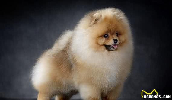 有宠福布斯:清点最可爱的十大小型犬