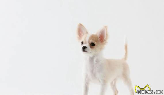 有宠福布斯:清点最可爱的十大小型犬
