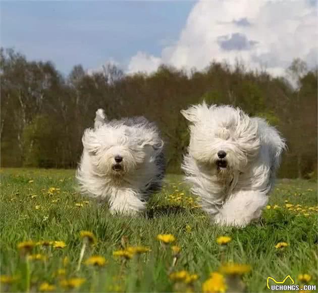 有了我，你的冬季不再寒冷！古代牧羊犬