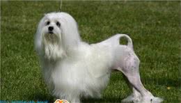 动物星球·世界名犬赏析—罗秦犬！