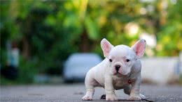 狗狗拉耙耙的姿态暴露了很多秘密！你家狗拉粑粑是什么姿态呢？