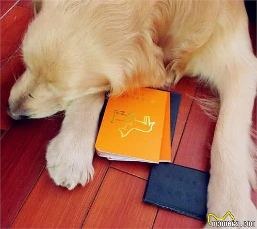 办狗证，狗狗的户口本就是一道护身符