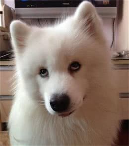 饲养宠物狗易出现的几大误区