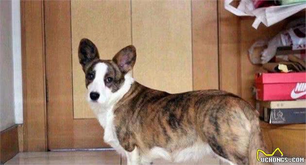 以为自己买的柯基犬是串串？不一定，因为柯基犬有3种