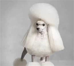 什么是贵宾犬？从头到脚教你识别纯种贵宾