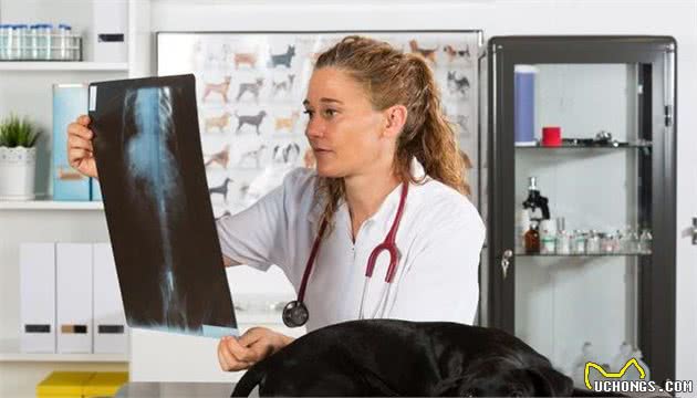 母犬阴门有较多分泌物，别以为是狗狗发情，多是子宫蓄脓综合征