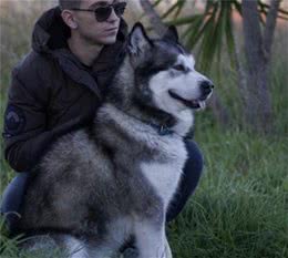 狗狗出于热情友好扑人应当接受吗？如何正确看待狗狗的一些行为