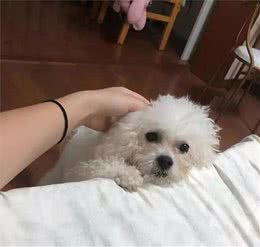 主人热爱给比熊犬洗澡打扮，可七个时间不避开，狗狗越洗越糟糕！