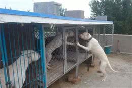 杜高犬的饲养方法