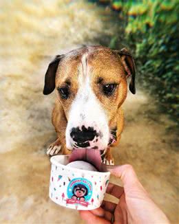 狗能吃冰淇淋吗？潜在问题很多，这些替换品绝对无害