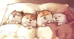 教你怎么饲养年幼狗狗